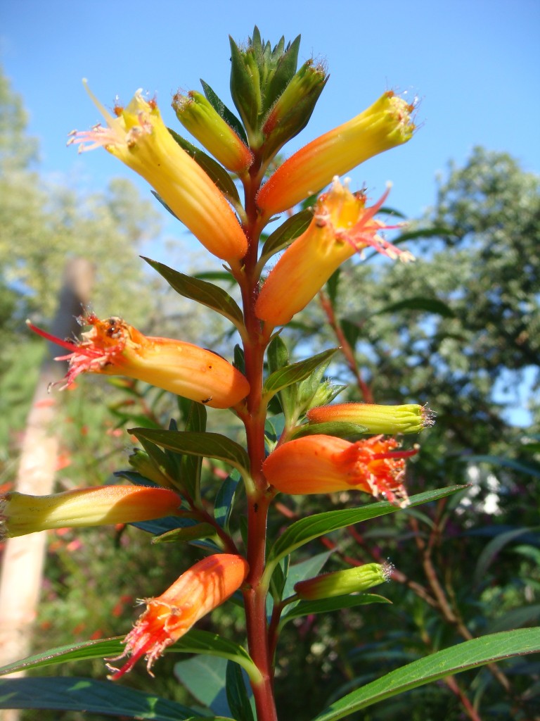 Cigar Plant