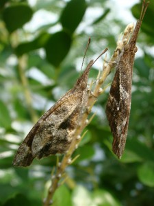 American Snout Butterfly