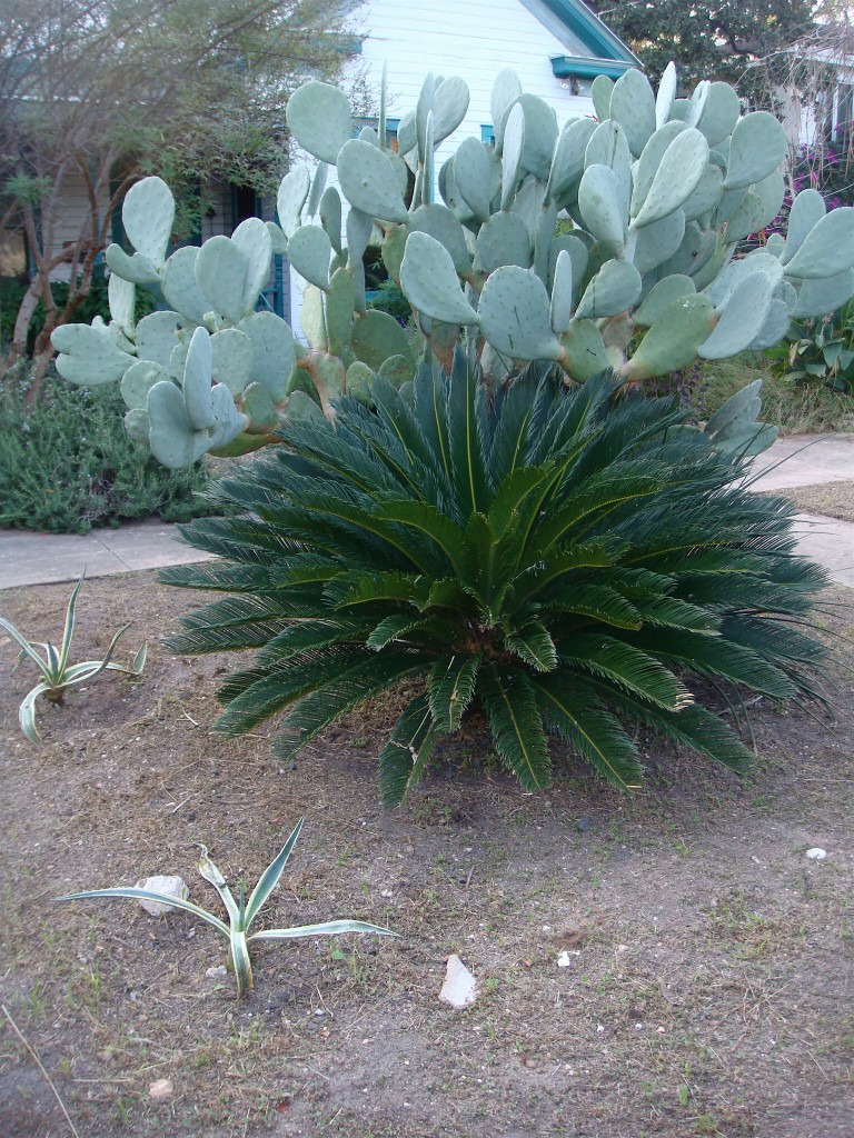 Sago Palm