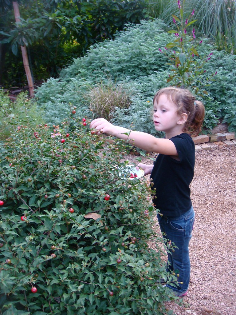 Picking Barbados Cherries