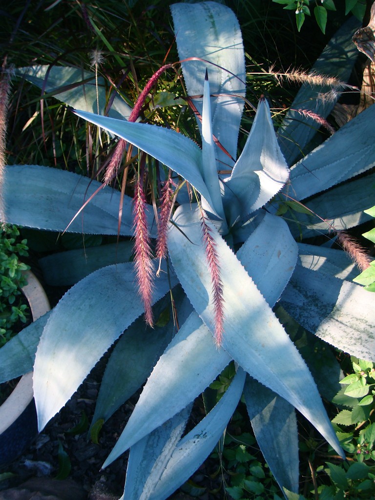 Agave and Purple Fountain Grass