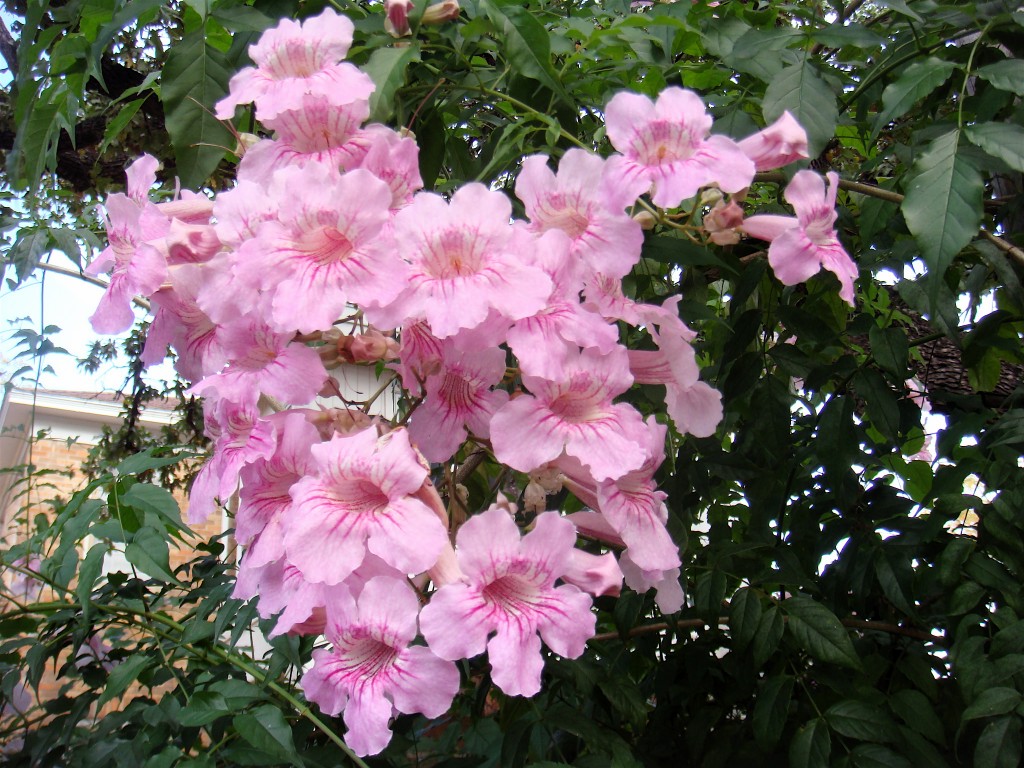 Desert Trumpet Vine