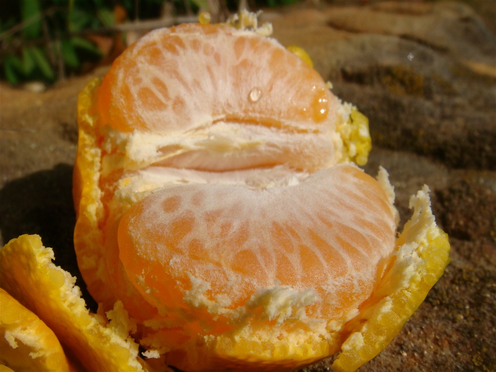 Satsuma