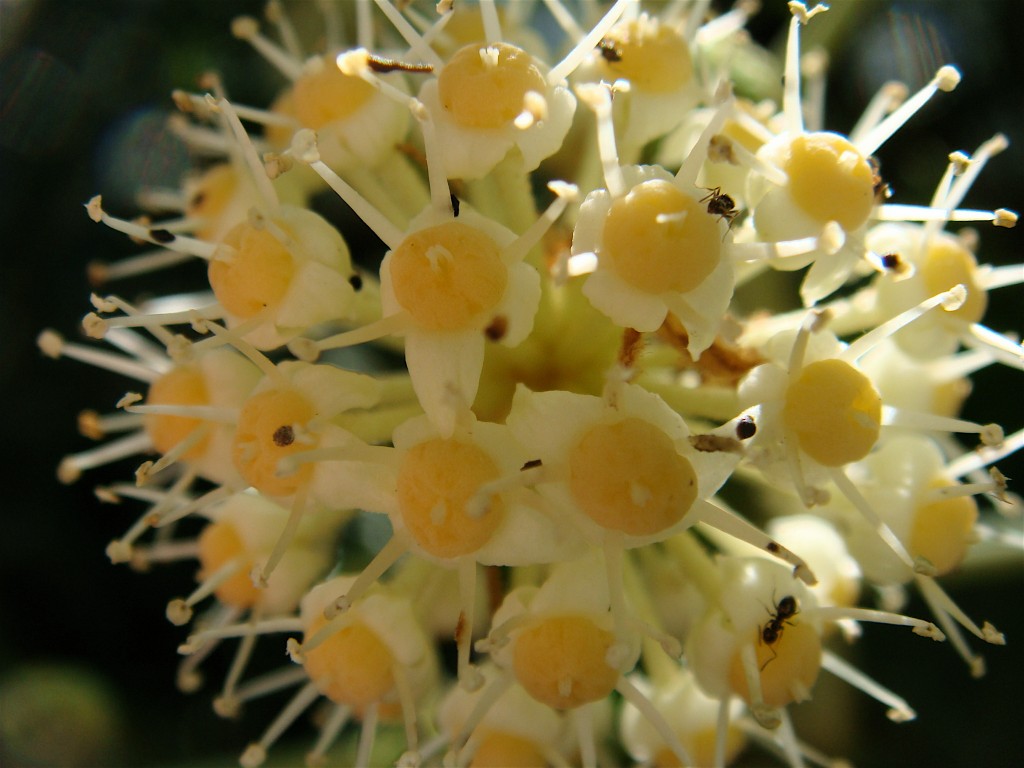 Fatsia japonica flower