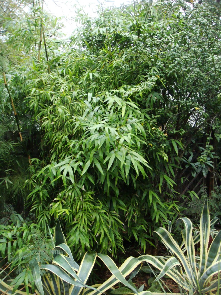 Buddha's Belly Bamboo (Bambusa tuldoides) 'Ventricosa'