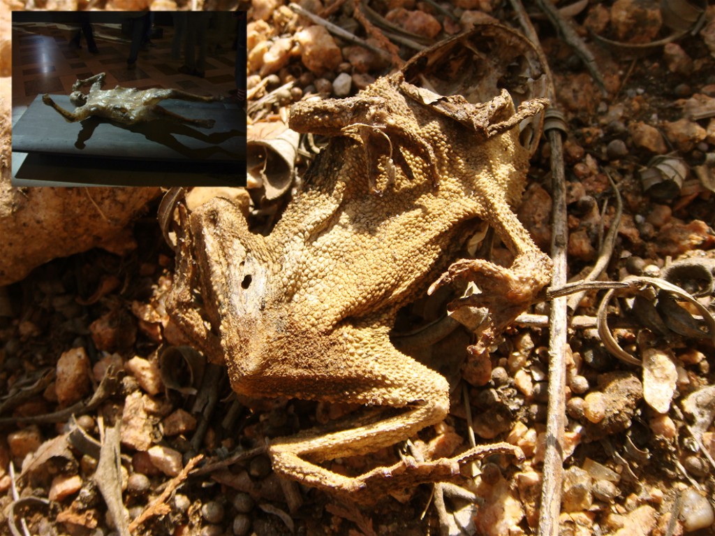 Dried_Toad