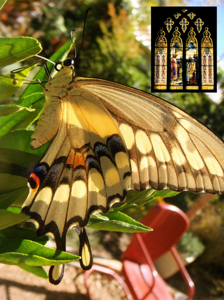 Swallowtail_stained glass