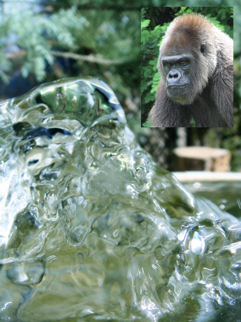 gorilla_water