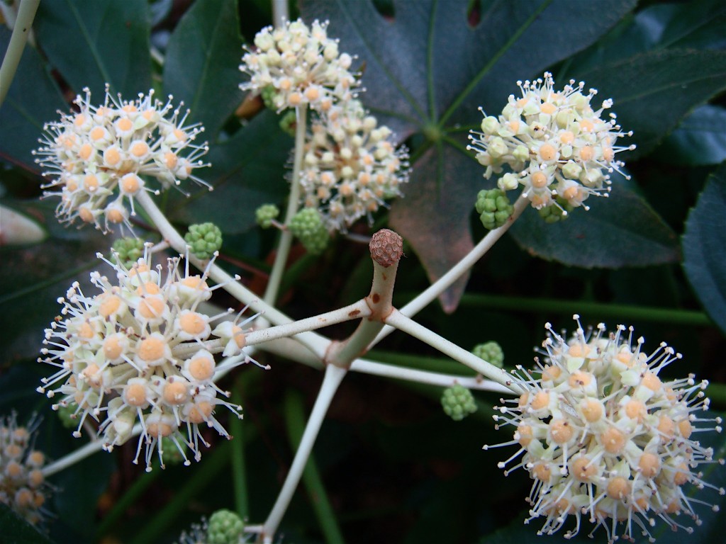 Fatsia japonica