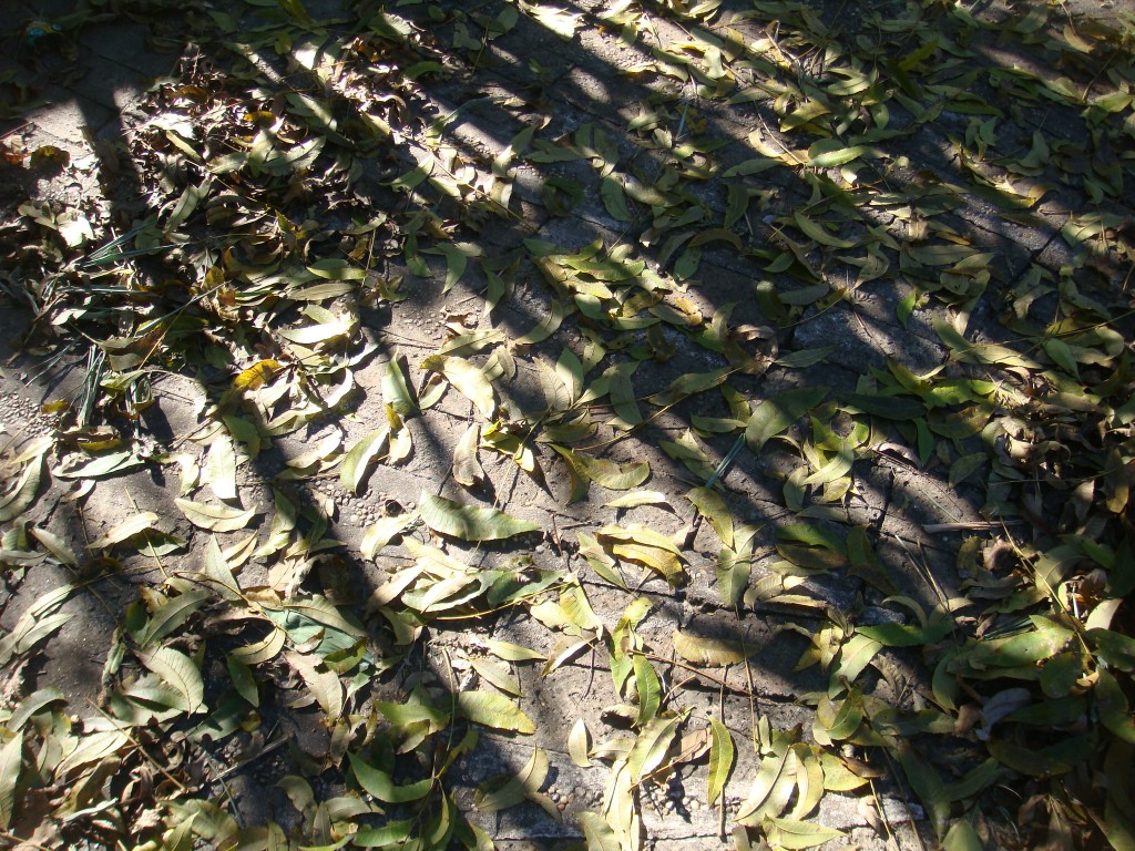 Giant Timber Rigging Shadows