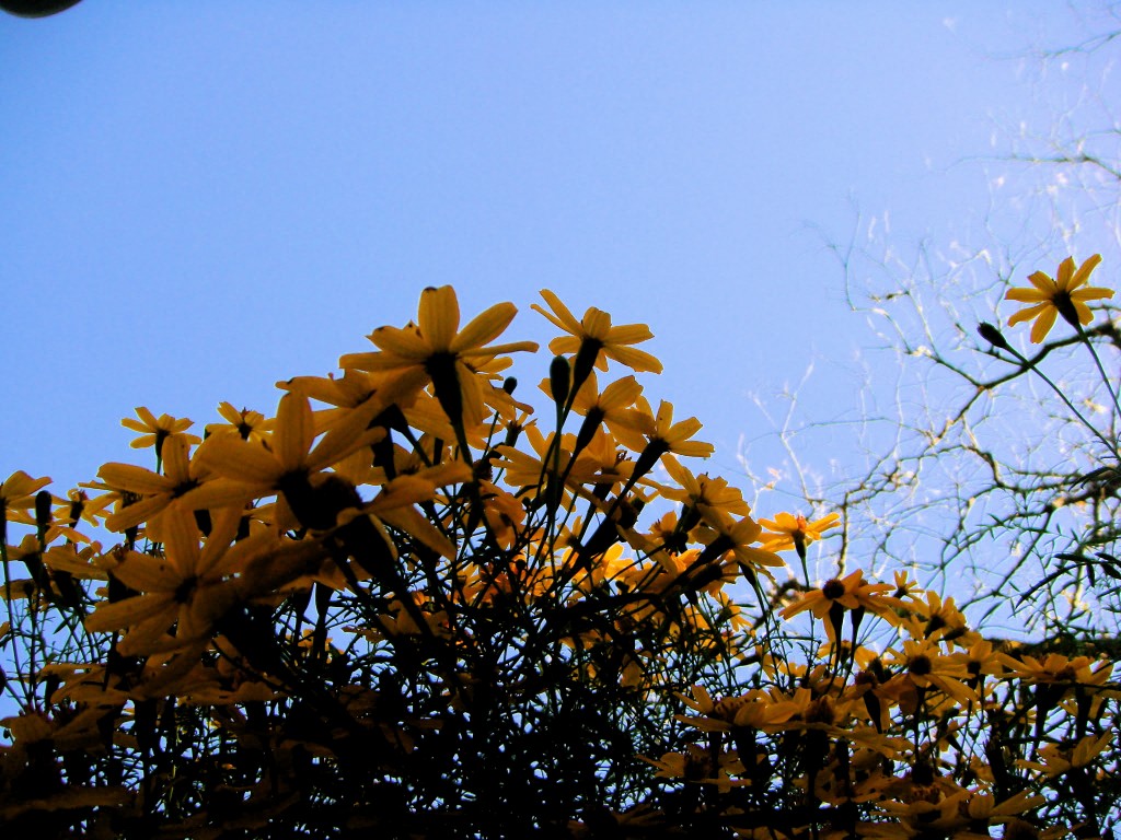 Copper Canyon Daisy