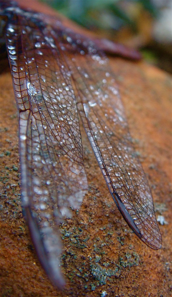 Dragonfly wings