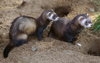 polecats