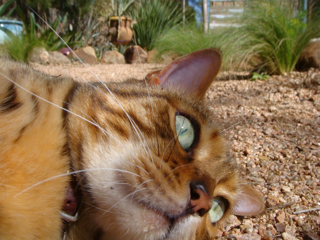 Drake the cat