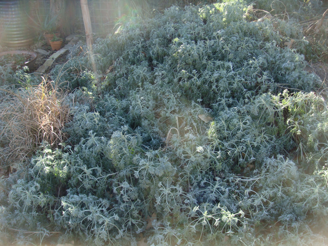 Winter Light 640x480