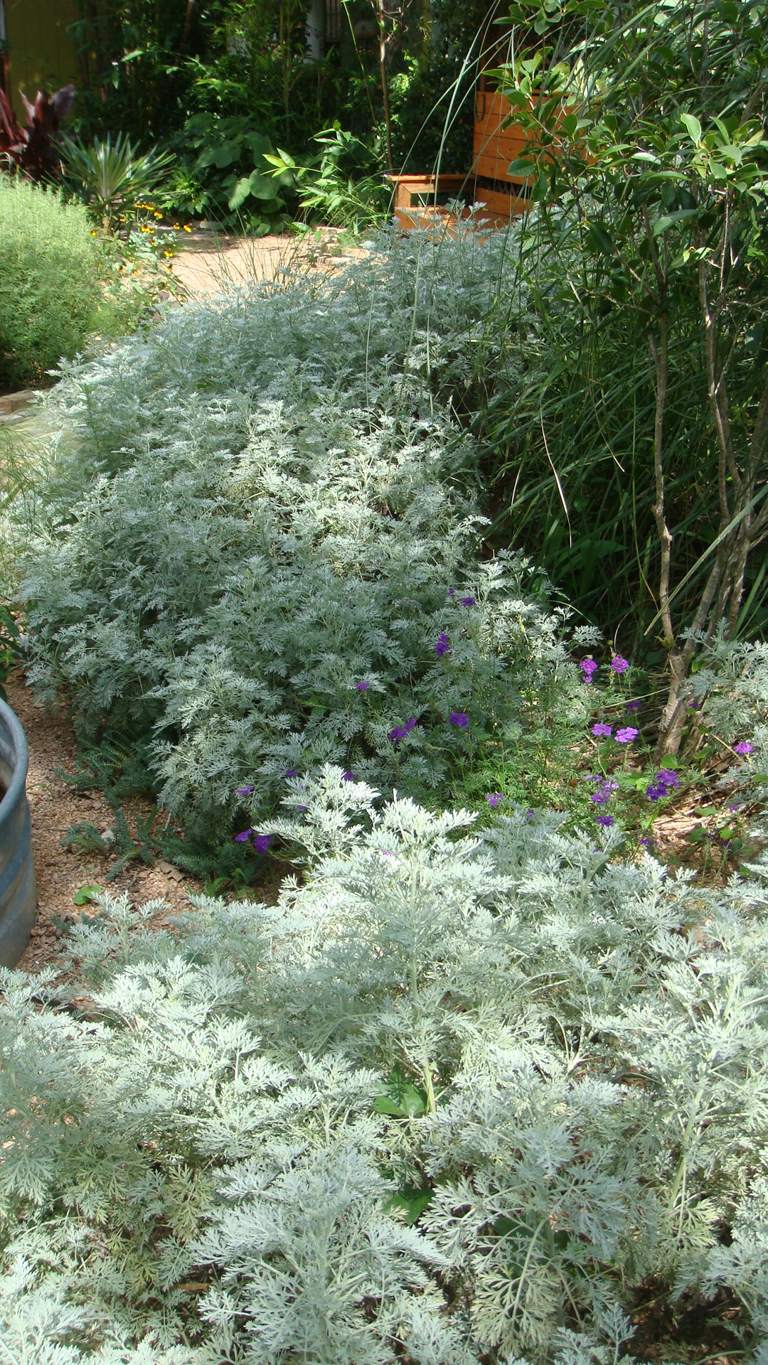 Artemesia and purple verbena