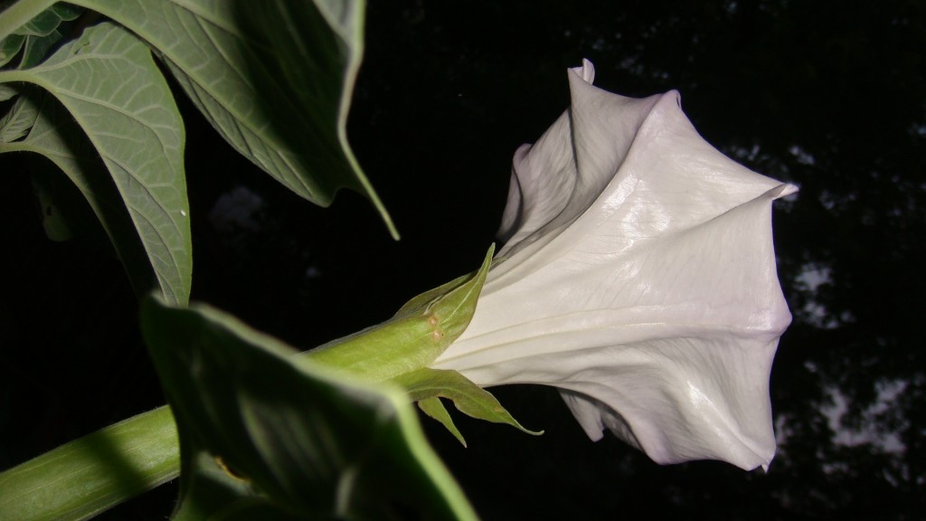 Datura open