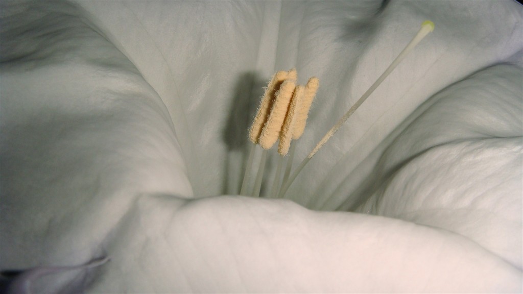 Datura detail
