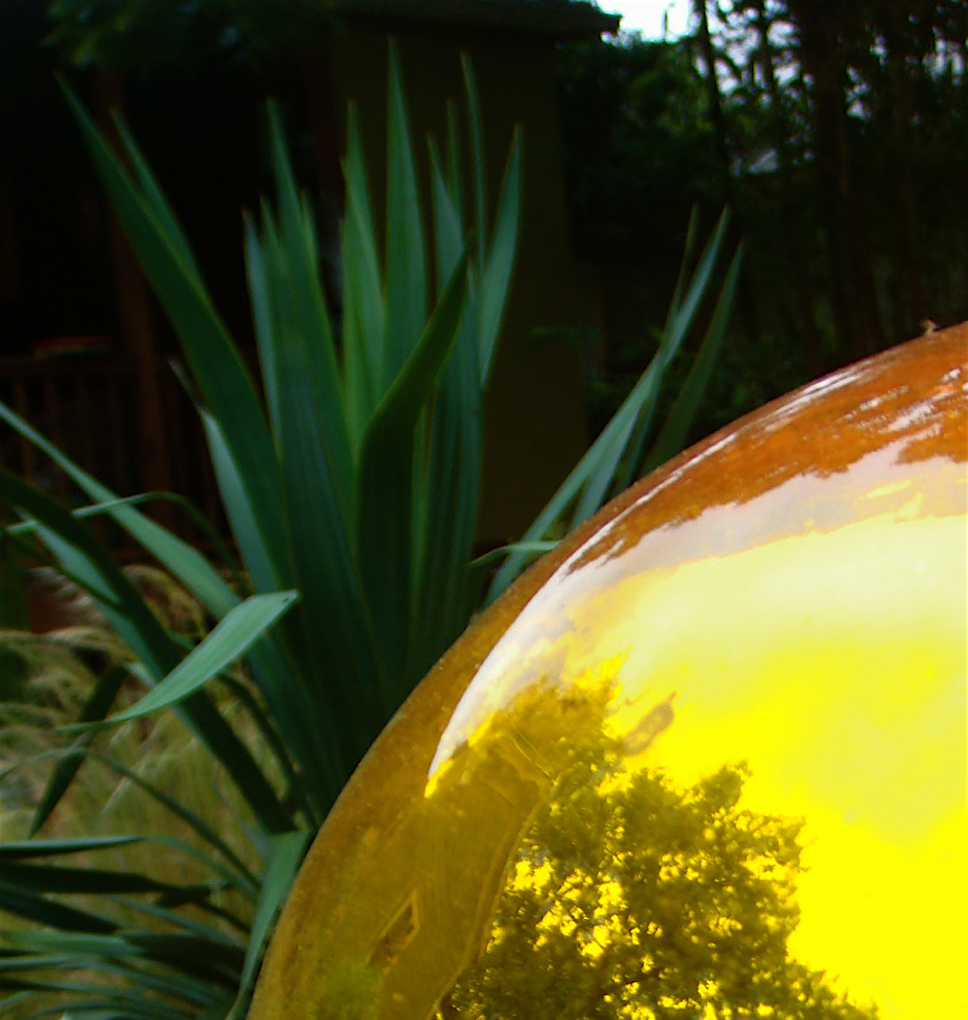 Gazing ball and Yucca