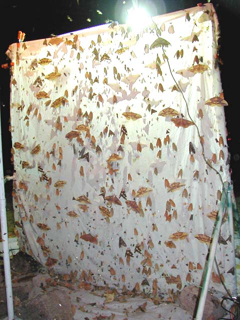 Moths!
