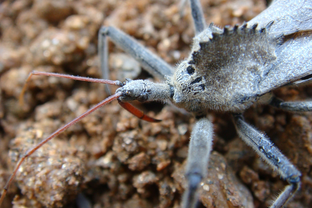 Chronic Chagas’ Disease