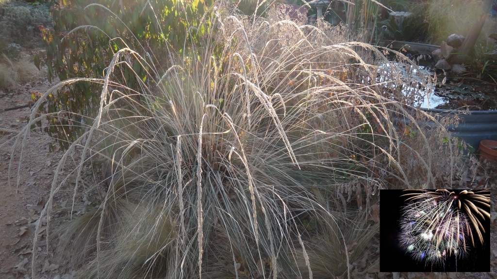 Firework_grasses