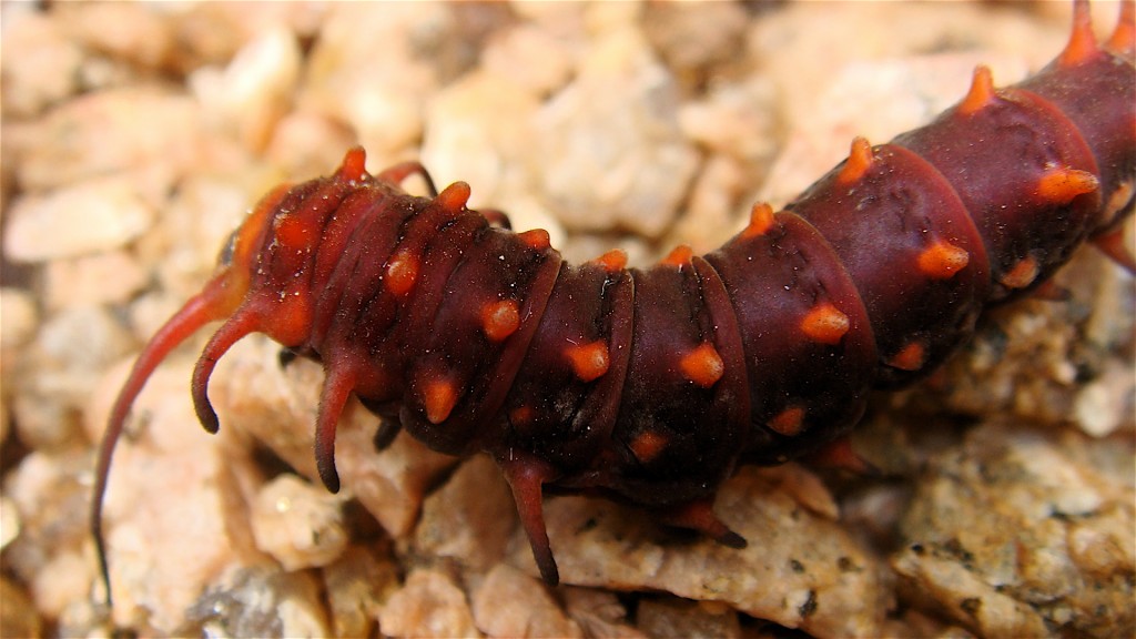 Pipevine Swallowtail