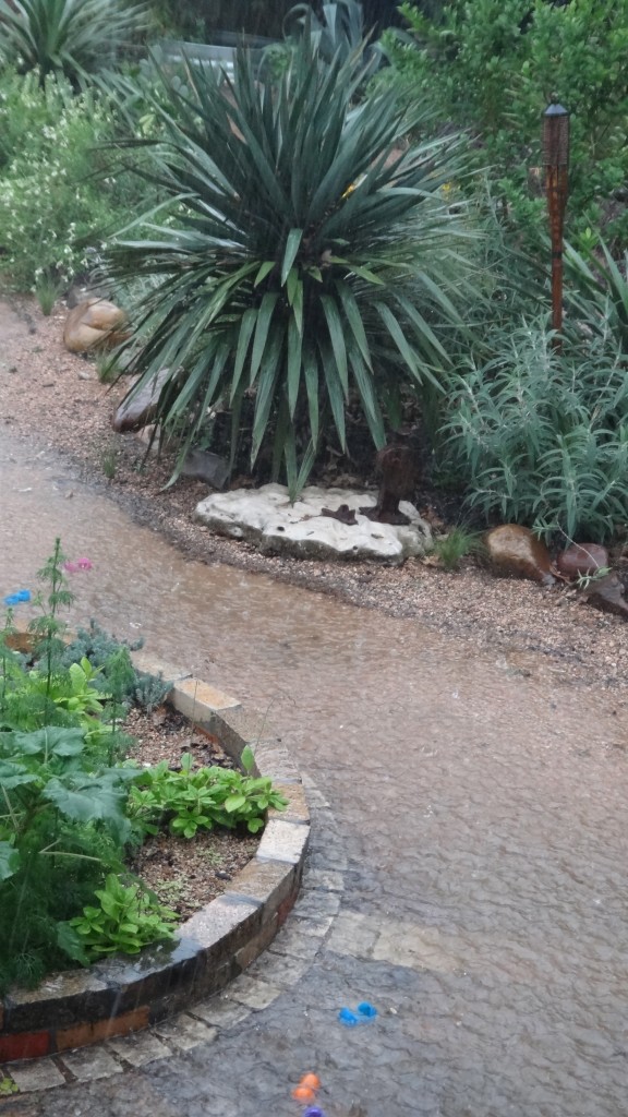 soft-leaf-yucca rain_rivers