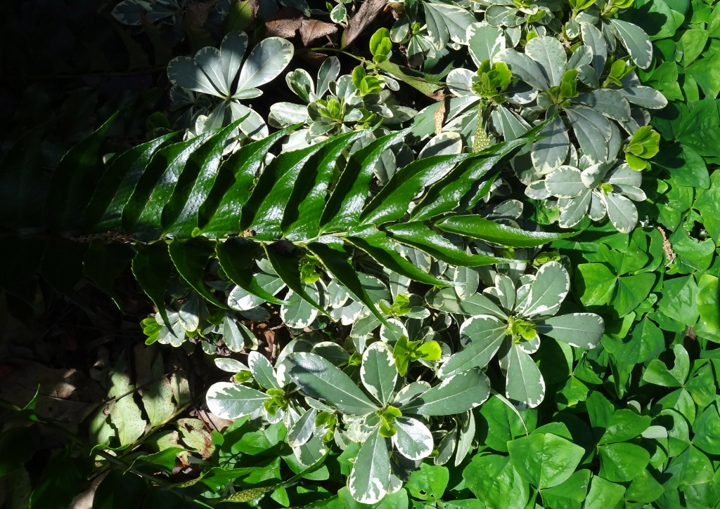 Dwarf Mock Orange Holly_Fern_Oxalis