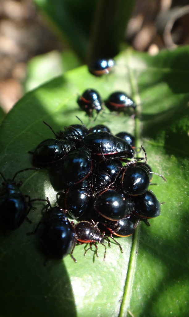 Largus nymphs Citrus