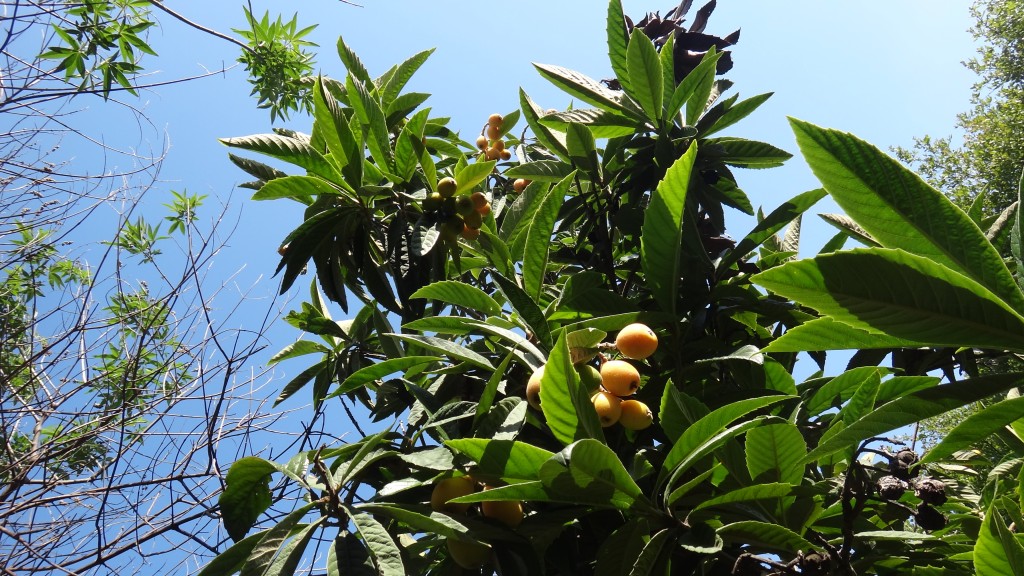 Loquat Fruit