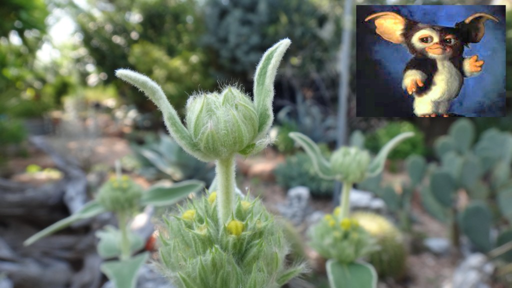 Jerusalem sage Mogwai_ears