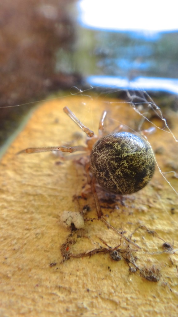common-house-spider Round_Spider