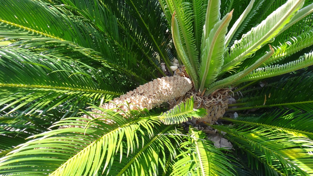 Sago-Palm