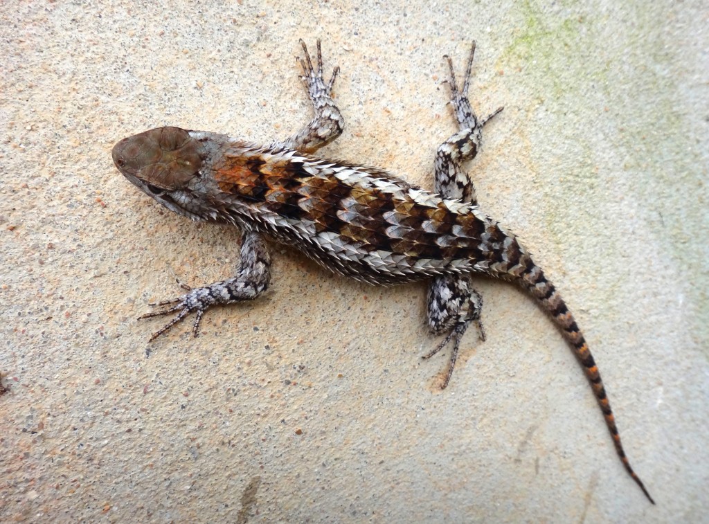 Sceloporus olivaceus