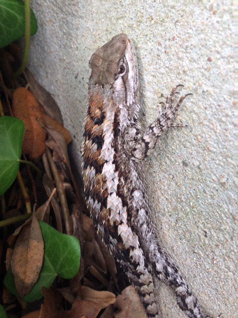 Sceloporus olivaceus