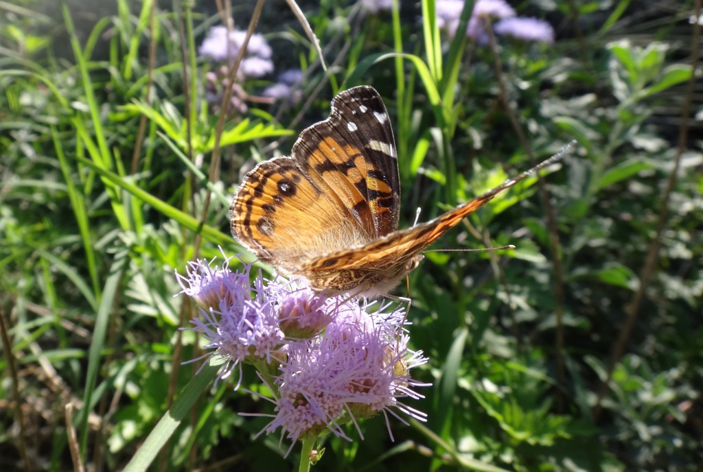 Vanessa virginienis American_Lady