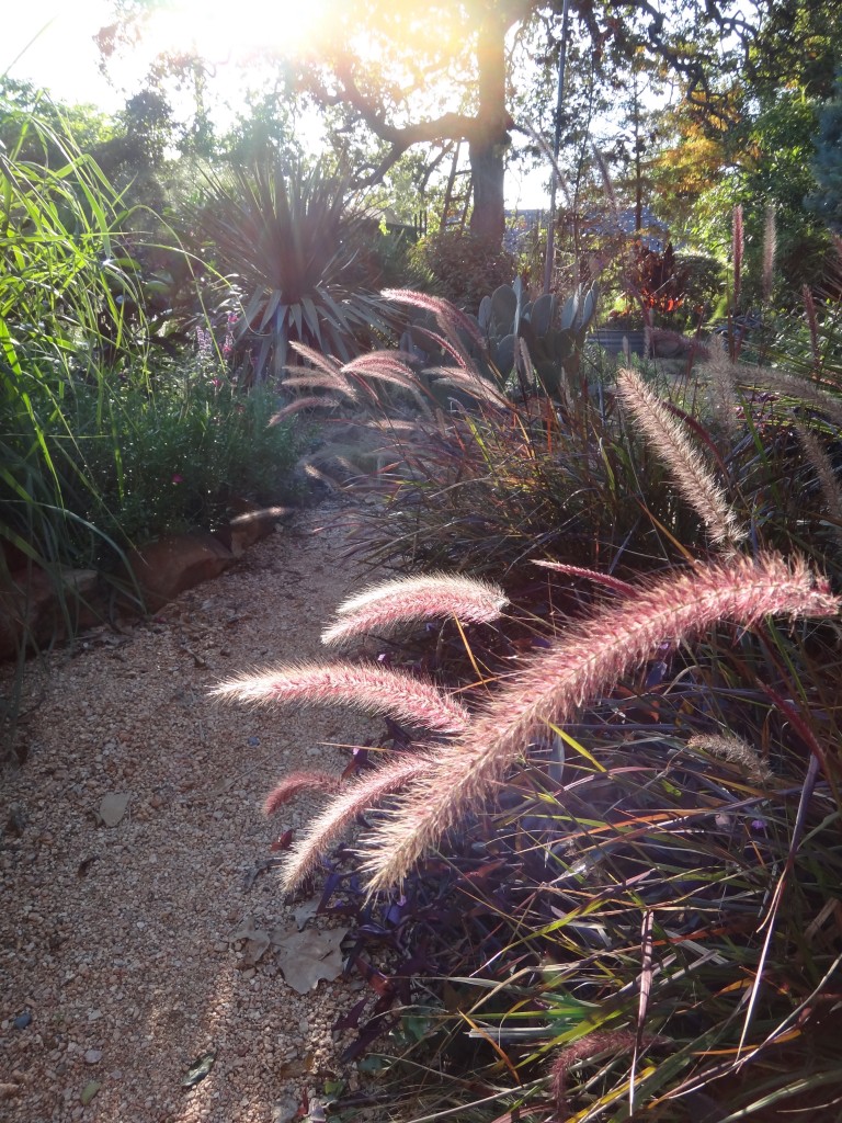burgundy_fountain_grass sun