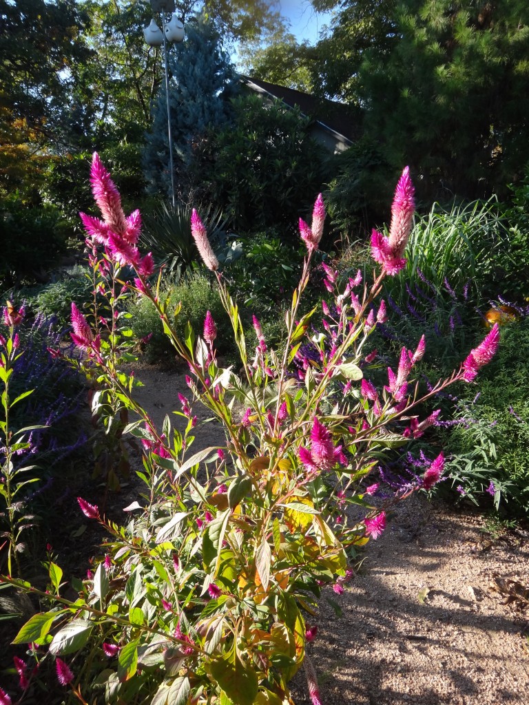 celosia seedheads