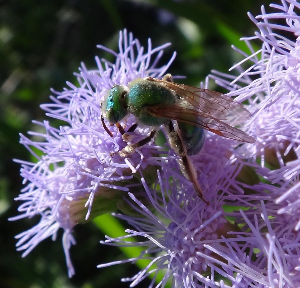 Agapostemon texanus DSC04189
