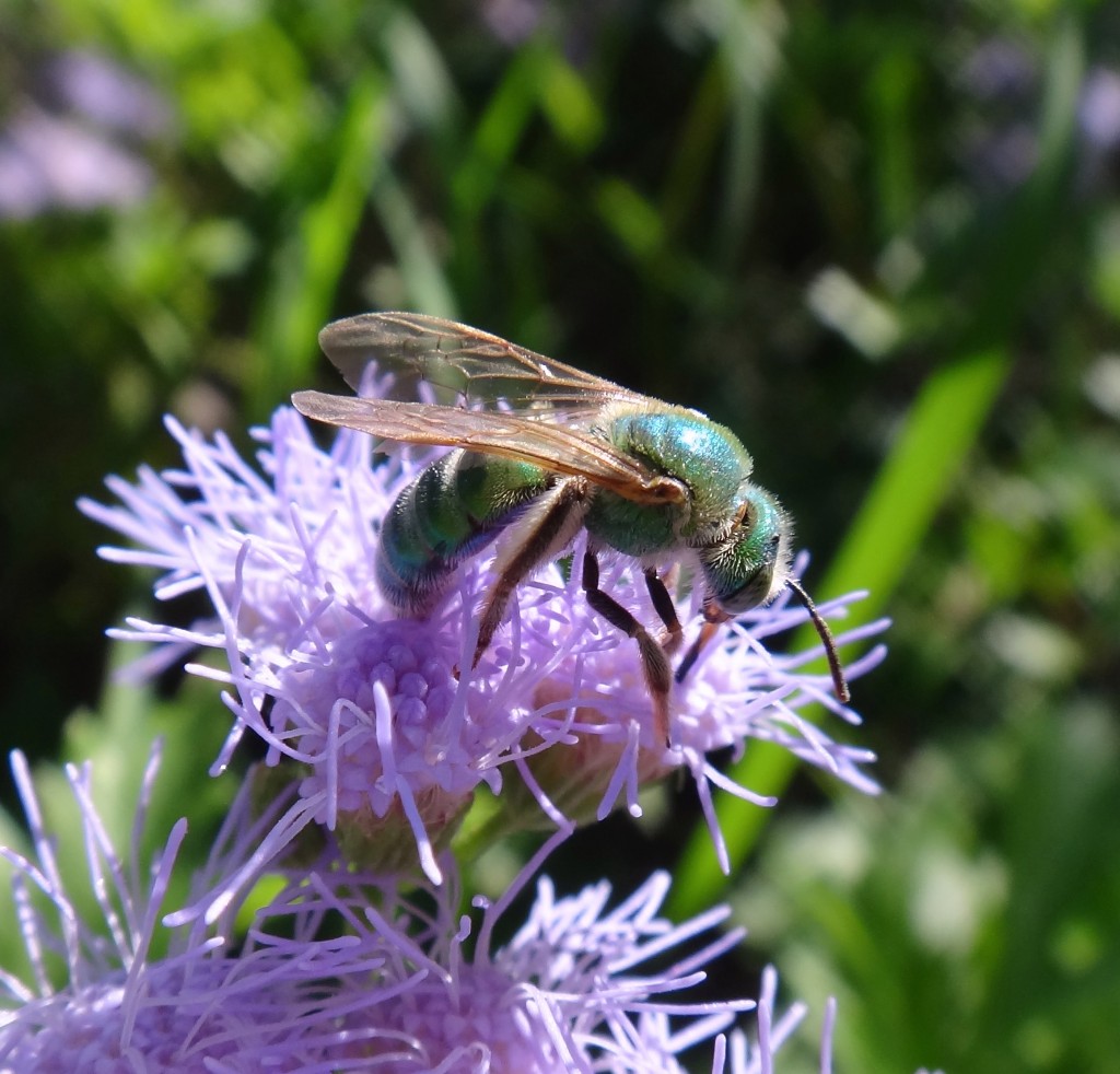 metallic bee Agapostemon texanus