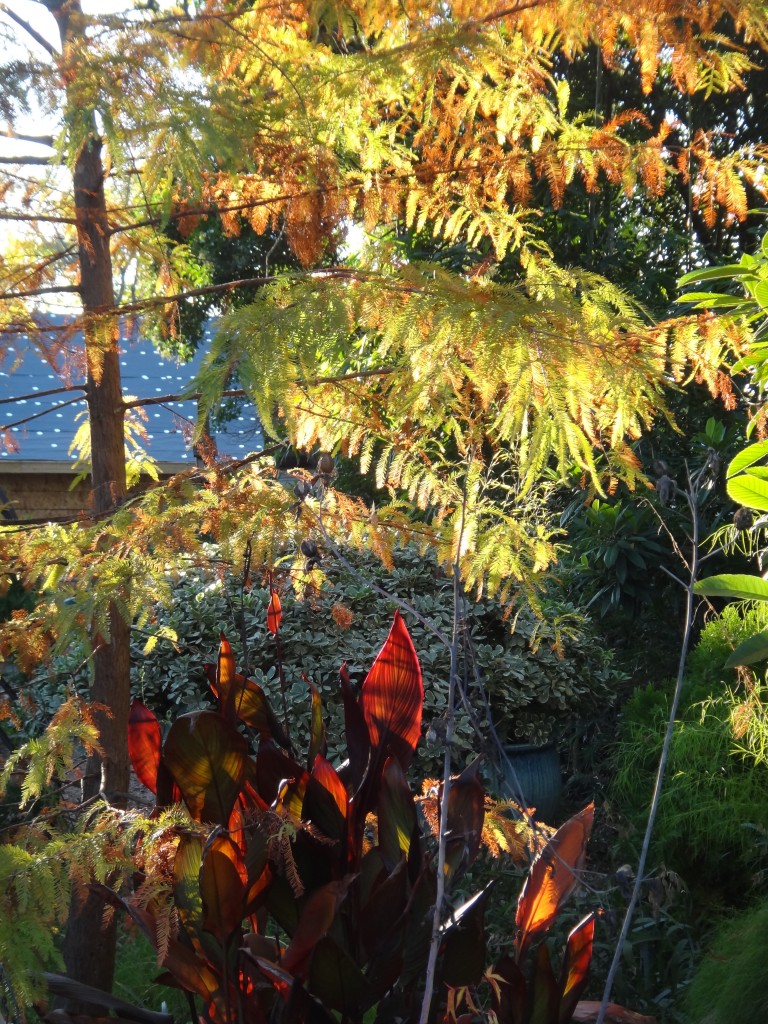 canna_lily bog_cypress