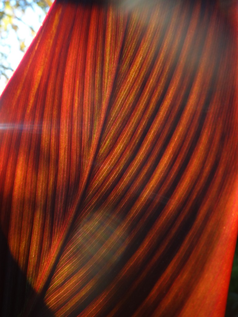 canna_lily leaf