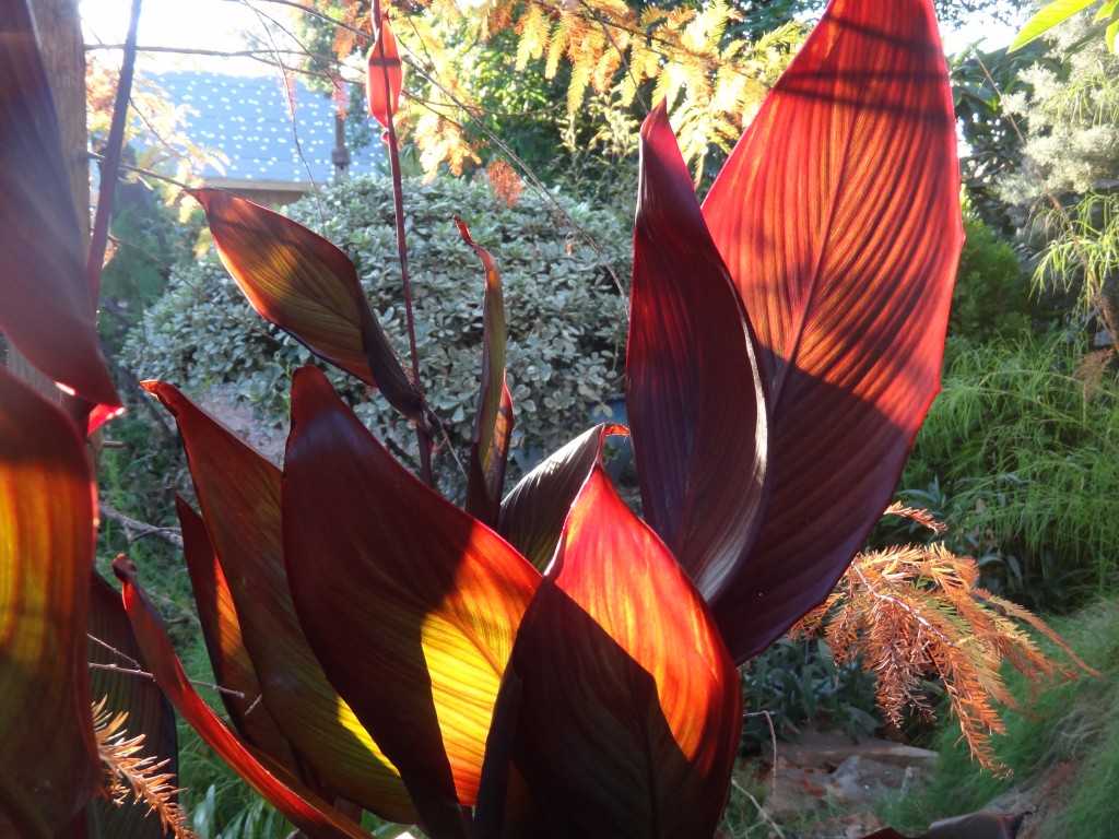 canna_lily flames