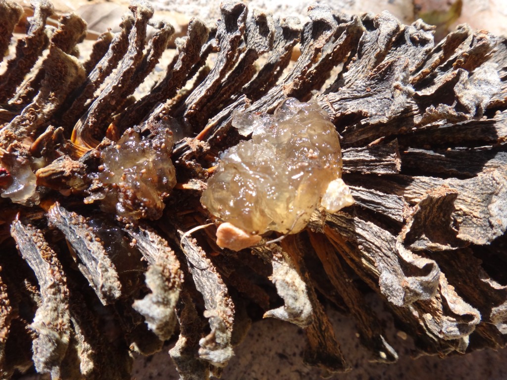 oozing_strobilus