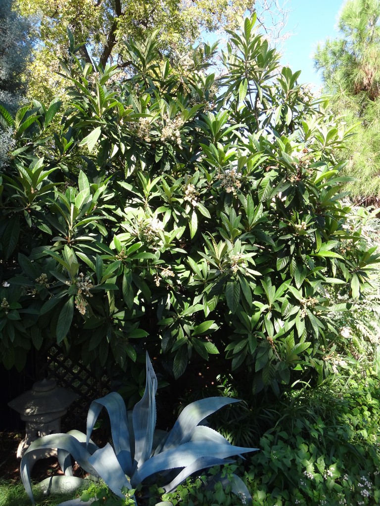 Loquat blooms