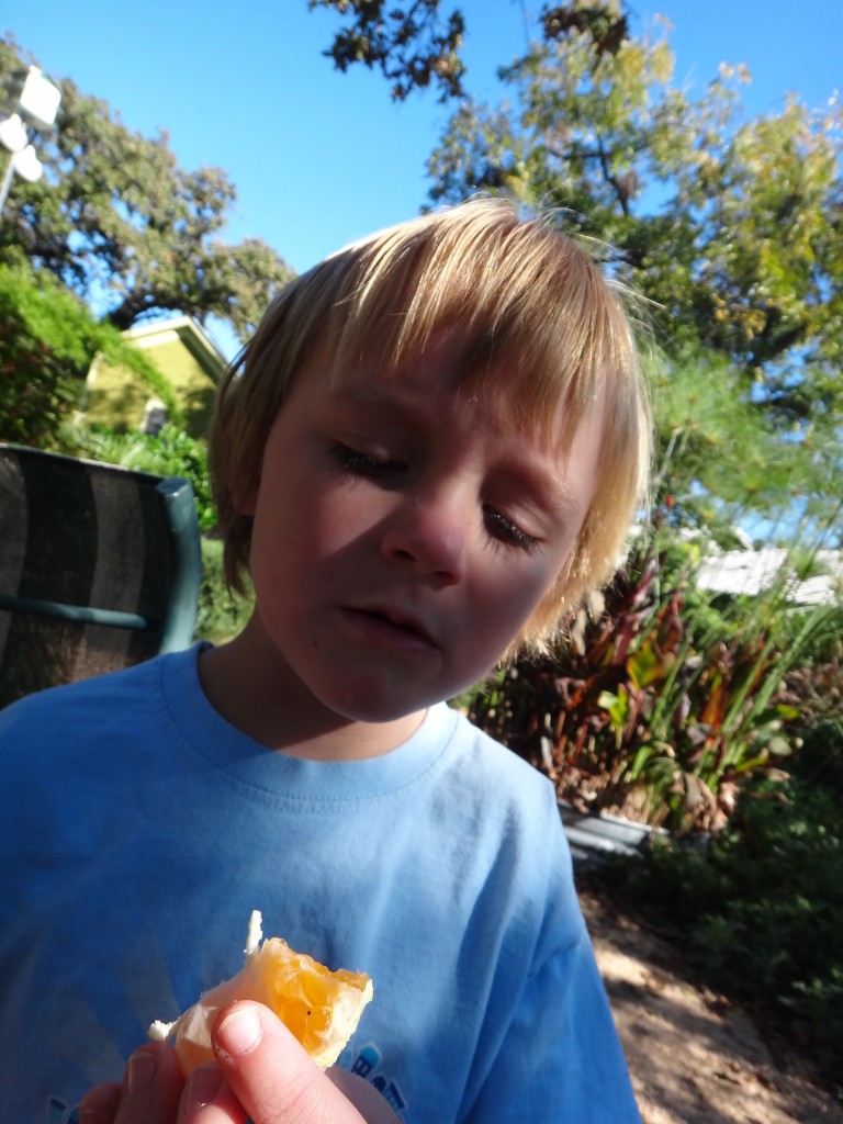 Satsuma tasting