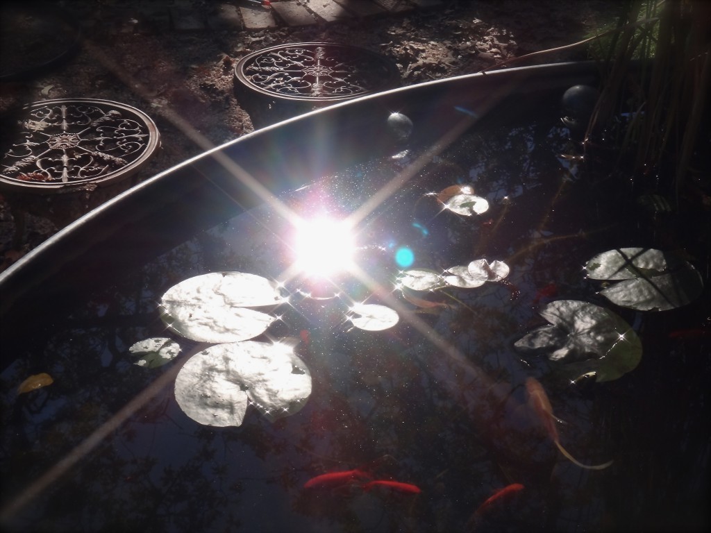 Pond winter