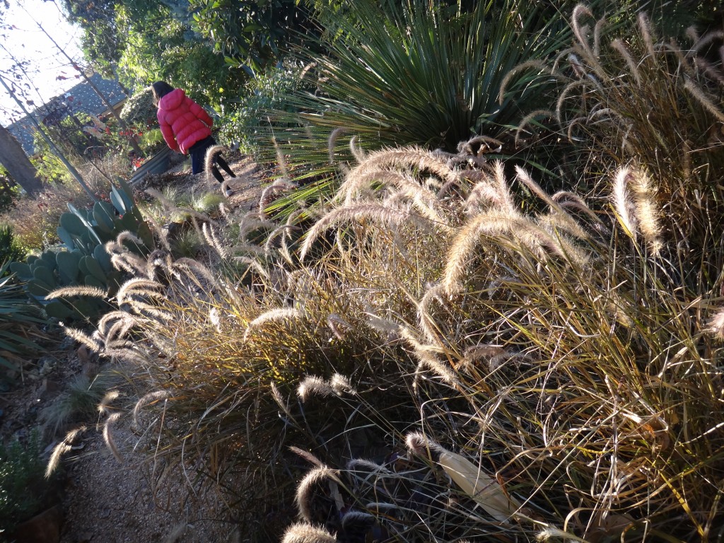 grasses DSC04407