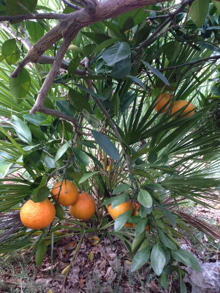 Satsuma fruit